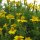 Tagete "garofano indiano" (Tagetes tenuifolia) biologico semi