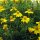 Tagete garofano indiano (Tagetes tenuifolia) biologico semi