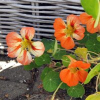 Nasturzio (Tropaeolum majus) biologico semi