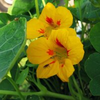 Nasturzio (Tropaeolum majus) biologico semi