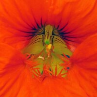 Nasturzio (Tropaeolum majus) biologico semi