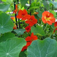 Nasturzio (Tropaeolum majus) biologico semi