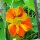 Nasturzio (Tropaeolum majus) biologico semi