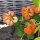 Nasturzio (Tropaeolum majus) biologico semi