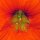 Nasturzio (Tropaeolum majus) biologico semi