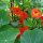 Nasturzio (Tropaeolum majus) biologico semi