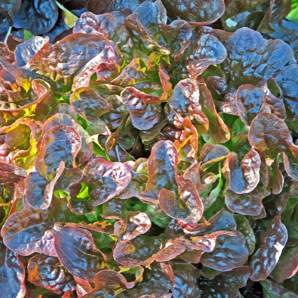Lattuga da taglio Red Salad Bowl (Lactuca sativa) biologica semi
