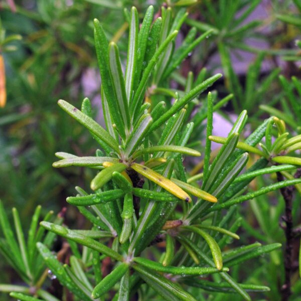 Rosmarino (Rosmarinus officinalis) biologico semi