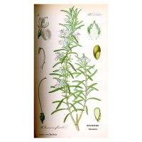 Rosmarino (Rosmarinus officinalis) biologico semi
