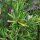Rosmarino (Rosmarinus officinalis) biologico semi
