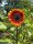 Girasole rosso (Helianthus annuus) semi