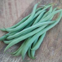 Fagiolino verde Tendergreen (Phaseolus vulgaris) semi