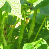 Fagiolino verde Tendergreen (Phaseolus vulgaris) semi