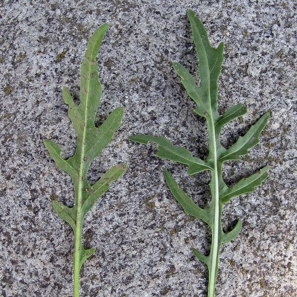 Rucola selvatica (Eruca vesicaria subsp. sativa) semi