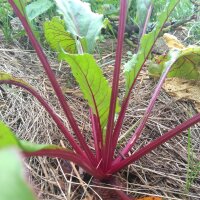 Barbabietola rossa Boltardy (Beta vulgaris) semi