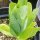 Lattuga romana Lobjoits Green (Lactuca sativa) semi