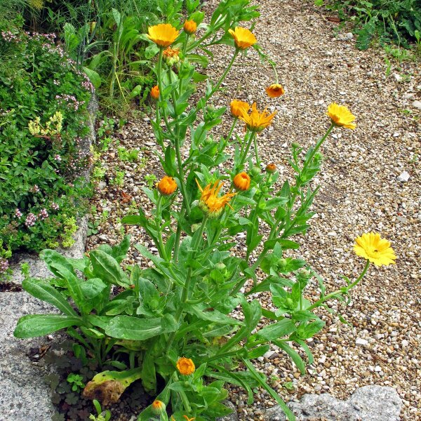 Officinalis Calendula Arancio 100 Ml - Parafarmacia ALKEMIA - Foto 2