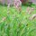 Salvia (Salvia officinalis) biologica