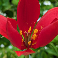 Tulipano Tulipa sprengeri (Tulipa sprengeri) semi