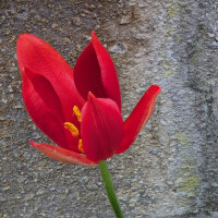 Tulipano Tulipa sprengeri (Tulipa sprengeri) semi