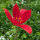 Tulipano Tulipa sprengeri (Tulipa sprengeri) semi