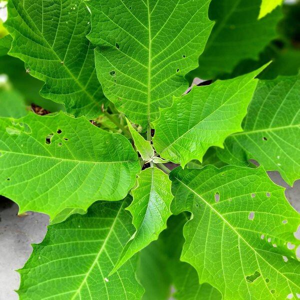 Stramonio arboreo (Brugmansia arborea) semi