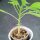Stramonio arboreo (Brugmansia arborea) semi