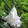 Stramonio arboreo (Brugmansia arborea) semi