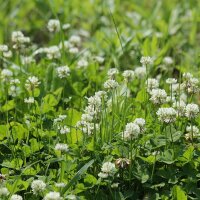 Trifoglio bianco (Trifolium repens) semi