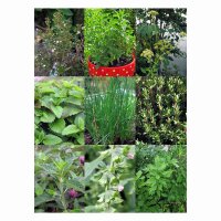 Erbe perenni da cucina per il giardino - Set regalo di semi
