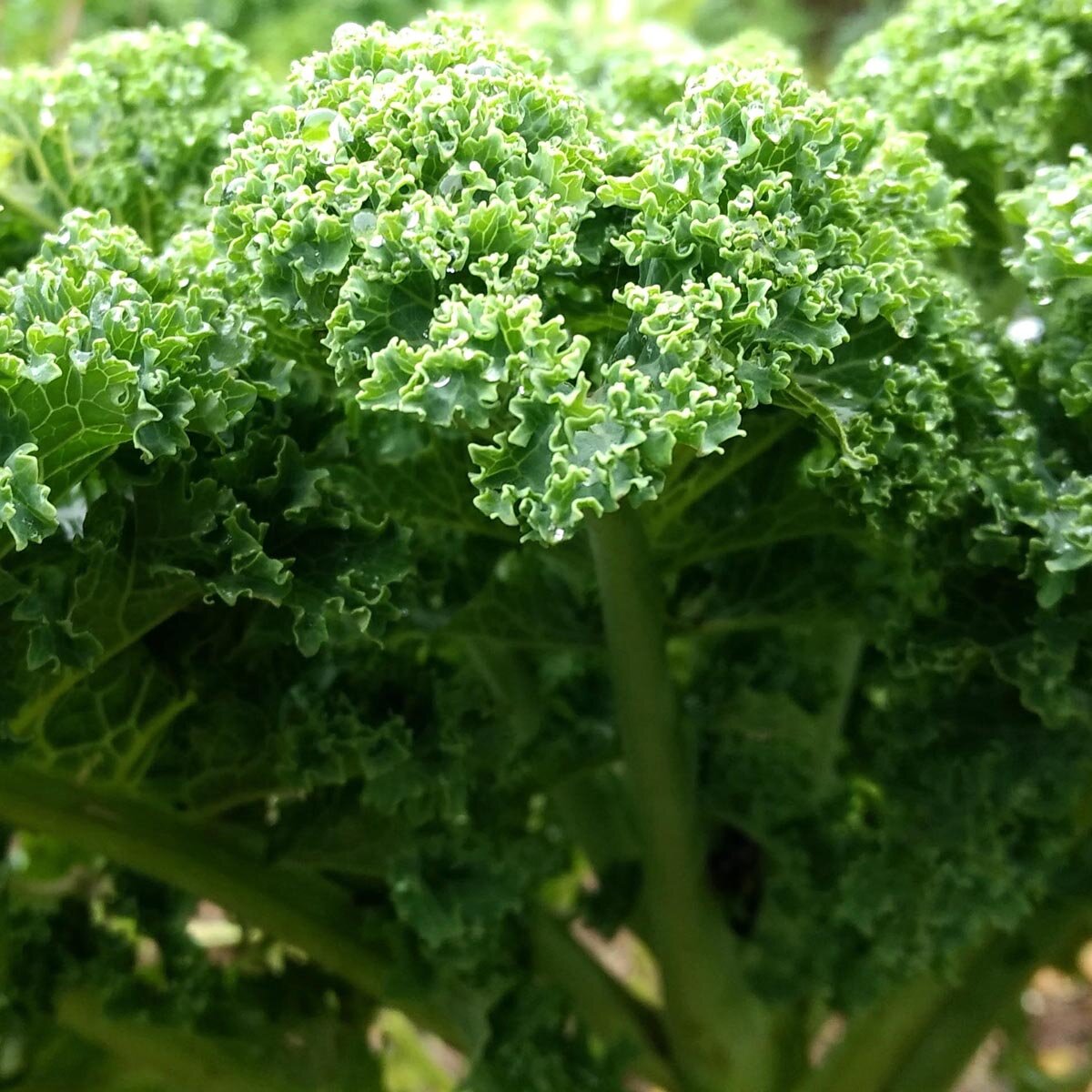 Cavolo riccio 'Lerchenzungen' (Brassica oleracea convar. acephala var ...