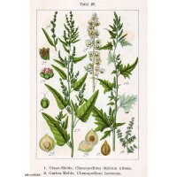 Bietolone verde (Atriplex hortensis)