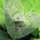 Bietolone verde (Atriplex hortensis)