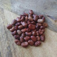 Favetta (Vicia faba) semi