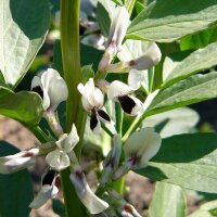 Favetta (Vicia faba) semi