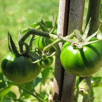 Pomodoro Noire de Crimée (Solanum lycopersicum) semi