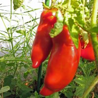 Pomodoro Cornuto delle ande (Solanum lycopersicum) semi