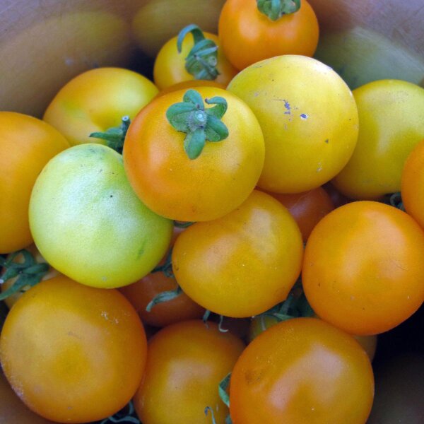 Pomodoro giallo Goldene Königin (Solanum lycopersicum) semi