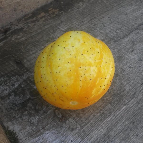 Cetriolo giallo Crystal Lemon (Cucumis sativus) semi