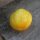 Cetriolo giallo Crystal Lemon (Cucumis sativus) semi