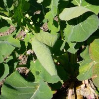 Rutabaga Gelbe Wilhelmsburger (Brassica napus) semi