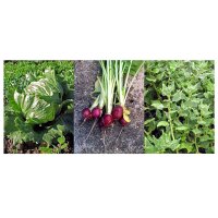 Spinacio neozelandese, lattuga & ravanelli - Set regalo di semi