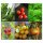 Pomodori, basilico & prezzemolo (Bio) - Set regalo di semi