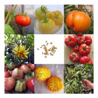 Deliziosi pomodori grandi - set regalo di semi