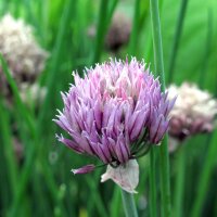 Erba cipollina (Allium schoenoprasum) semi