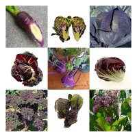 Verdure viole - set di semi