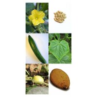 Varietà storiche di cetrioli - set di semi