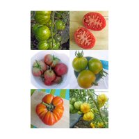 Vecchie varietà di pomodori colorati - Set di semi