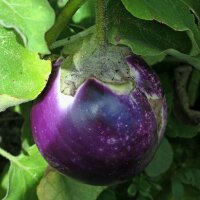Melanzana Black Beauty (Solanum melongena) biologico semi