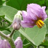 Melanzana Black Beauty (Solanum melongena) biologico semi